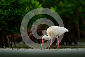 Feeding scene with bird. White Ibis, Eudocimus albus, white bird with red bill in the water, feeding food in lake, Mexico. Wil photo