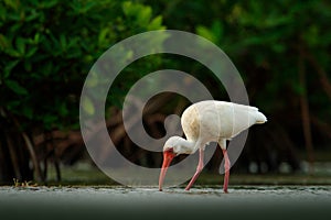 Feeding scene with bird. White Ibis, Eudocimus albus, white bird with red bill in the water, feeding food in lake, Mexico. Wil