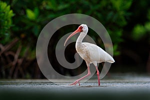 Feeding scene bird. White Ibis, Eudocimus albus, white bird with red bill in the water, feeding food in the lake, Mexico. Wil