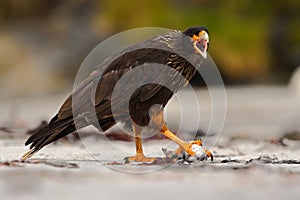 Feeding scene. Birds of prey Strieted caracara, sitting in on the rock, Falkland Islands, Argentina. Bird behaviour. Bird