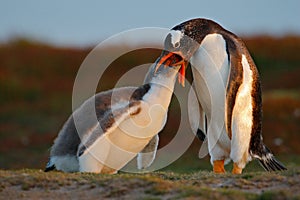 Feeding scene, wildlife scene from nature. Young gentoo penguin beging food beside adult gentoo penguin, Falkland Islands. Penguin photo