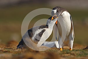 Feeding scene. Young gentoo penguin beging food beside adult gentoo penguin, Falkland Islands. Penguins in the grass. Young photo