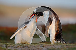 Feeding scene. Young gentoo penguin beging food beside adult gentoo penguin, Falkland. Penguins in the grass. Young gentoo with pa photo