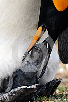 Feeding scene. Young king penguin beging food beside adult king penguin, Falkland. Penguins in the grass. Young bird with parent.