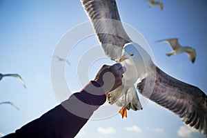 Feeding Seagull / Consept