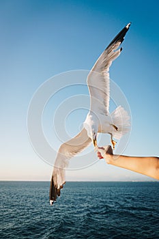 Feeding a seagull from the ferry cruise boat with a cookie