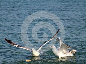 Feeding seagulls bread on the beach
