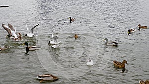 Feeding seagulls, flock of seagulls on the seashore. Ducks in a pond with seagulls