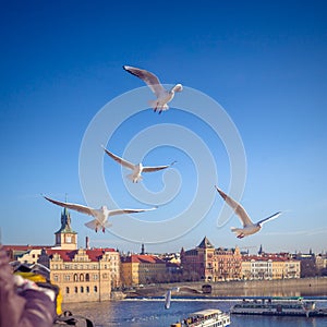 Feeding seagulls, Prague, Czech Republic