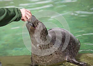 Feeding seal