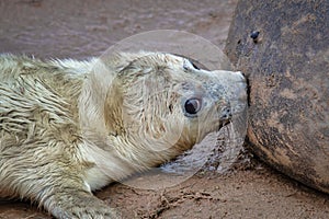 Feeding seal pup close up