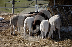 Feeding sheep hay from a cylinder-shaped bale. The hay is placed in a circular tray of steel lattice with a plastic tarpaulin roof