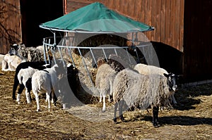 Feeding sheep hay from a cylinder-shaped bale. The hay is placed in a circular tray of steel lattice with a plastic tarpaulin roof