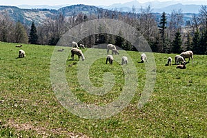 Feeding sheep on meadow in Javorniky mountains in Slovakia