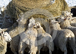 Feeding the sheep in winter.