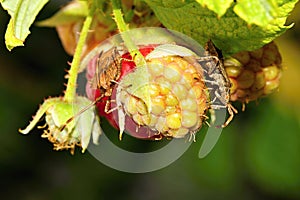 Feeding Shield-Bugs on Rasberries