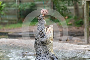 Feeding show with crocodiles at mini zoo