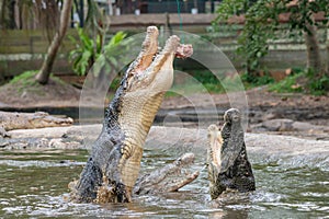 Feeding show with hungry aggressive crocodiles at mini zoo