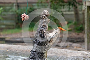 Feeding show with hungry crocodile at mini zoo