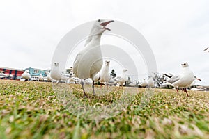 Feeding Silver Gull Close to Bondi Beach, Sydney, Australia. Closeup