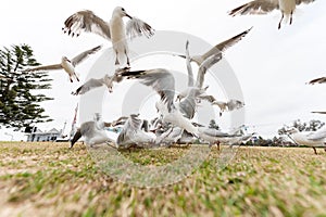 Feeding Silver Gull Doves in Bondi Beach, Sydney, Australia. Flying Action. Wide Angle.