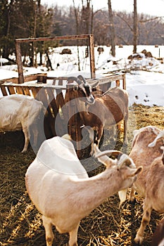 Feeding in snow-covered enclosure, Dairy goats on a small farm in Ontario, Canada.
