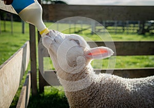 Feeding Spring Lamb with Bottle
