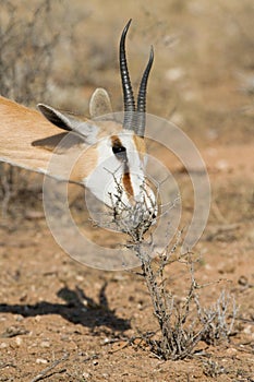 Feeding springbok