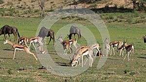 Feeding springbok antelopes and wildebeest