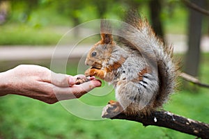 Feeding squirell in green park outdoor