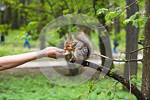 Feeding squirell in green park outdoor