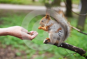 Feeding squirell in green park outdoor
