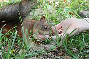 Feeding squirrel