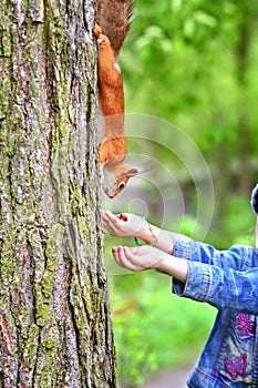 Feeding squirrel