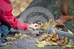 Feeding squirrel