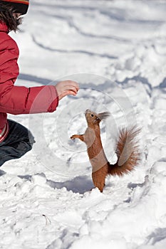 Feeding squirrel