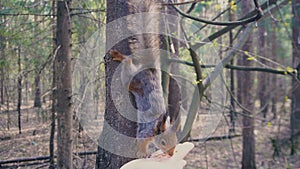 Feeding Squirrel in Forest