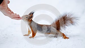 Feeding of a squirrel nuts from a hand.