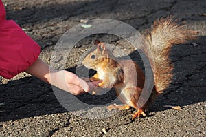 Feeding squirrels