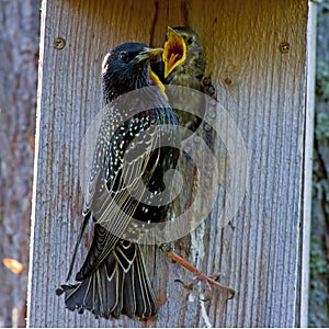 Feeding Starling