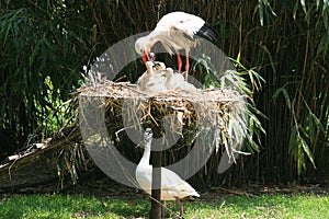 Feeding stork and chickens