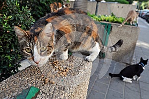 Feeding Stray Cats photo