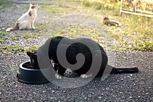 Feeding stray cats at the backyard.
