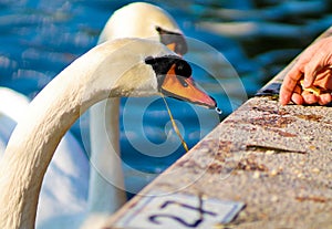 Feeding a swan