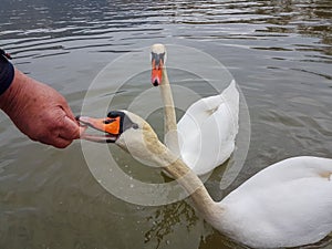 Feeding swan beak hand open mouth