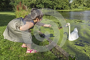 Feeding swans and ducks