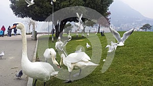 People feeding swans with bread