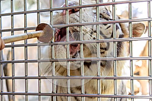 Feeding tiger