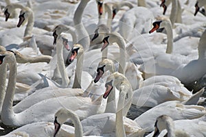 Feeding time at Abbotsbury Swannery