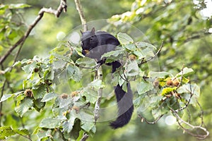 Feeding time for the Black Squirrel